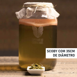 SCOBY para kombucha - Chá verde - 35cm