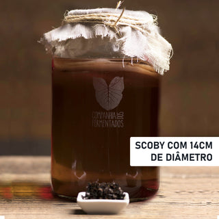 SCOBY para kombucha - Chá preto - 14cm