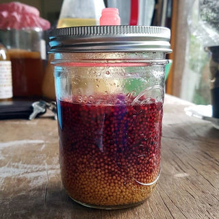 Receita de mostarda com vinagre kombucha de hibisco, alho e mel