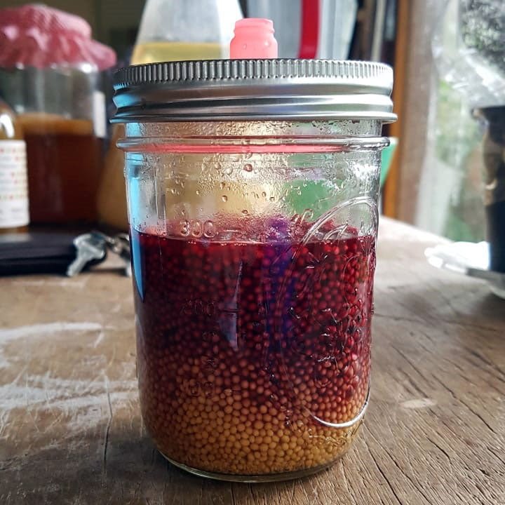 Receita de mostarda com vinagre kombucha de hibisco, alho e mel